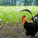 reïntegreren op een zorgboerderij met kippen