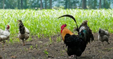 reïntegreren op een zorgboerderij met kippen
