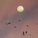 volle maan