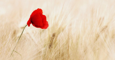 borderline en dissociatie