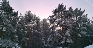 natuur in de winter