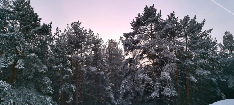 natuur in de winter