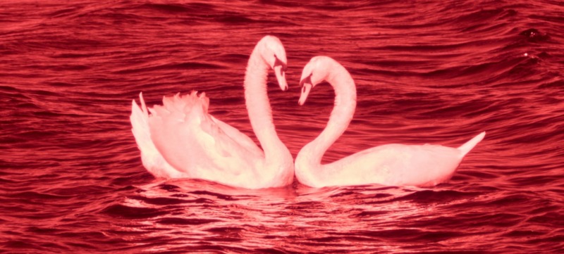 twee zwanen maken met hun hoofd een hartjesvorm