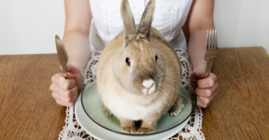 Rabbit sitting on a plate