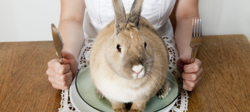 Rabbit sitting on a plate