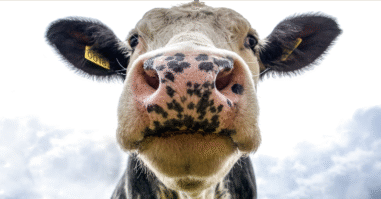 Waarom onze relatie met dieren vol tegenstrijdigheden zit