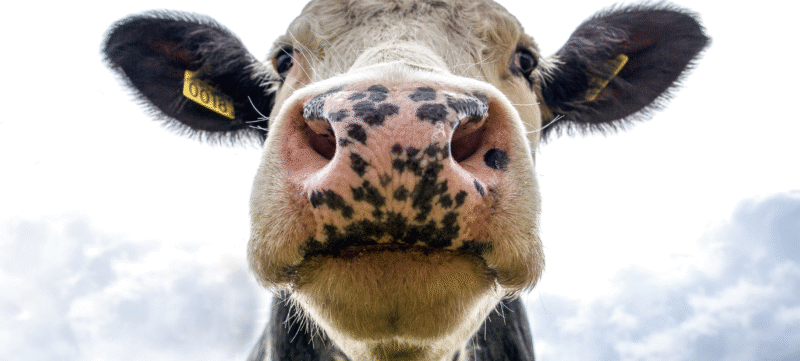 Waarom onze relatie met dieren vol tegenstrijdigheden zit