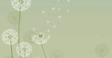 paardenbloem_2de