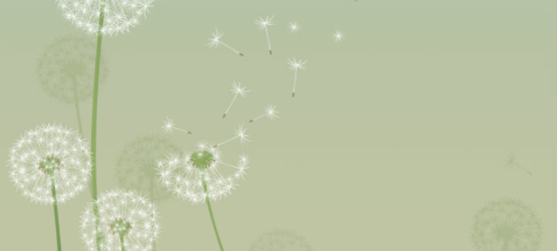 paardenbloem_2de