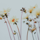 bloemen