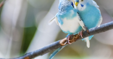 Lovebirds