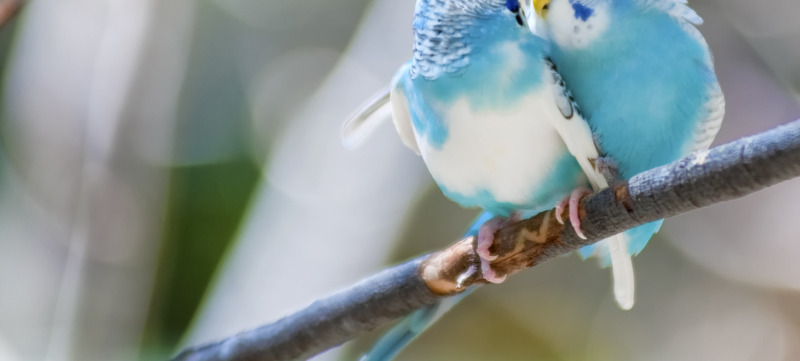 Lovebirds