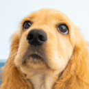 Liefde voor honden