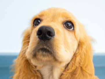 Liefde voor honden
