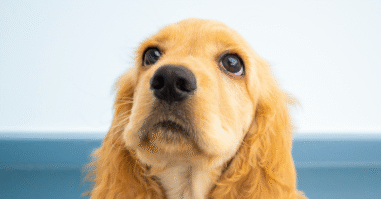 Liefde voor honden