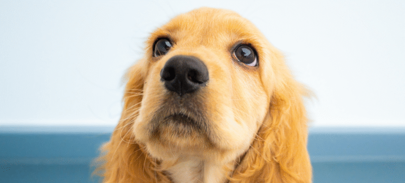 Liefde voor honden