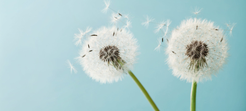Two dandelion or taraxacum flowers for your design, macro