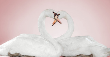 thema liefde en relaties