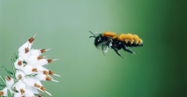 spiegelbeest bij_preview