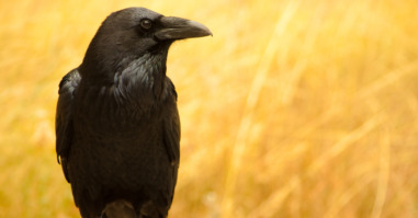 Lone black sitting on a wooden stump over a yellow field