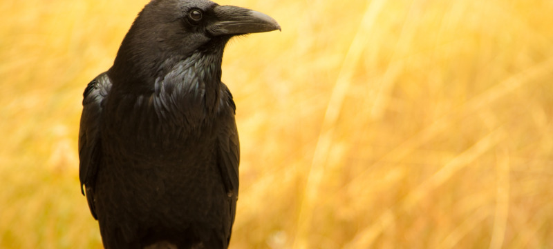 Lone black sitting on a wooden stump over a yellow field