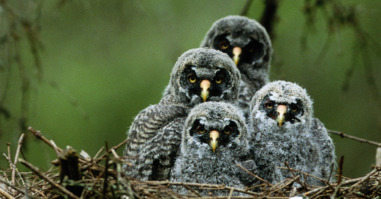 Four young great grey owls (Strix nebulosa)