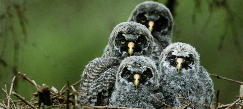 Four young great grey owls (Strix nebulosa)