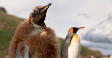 pinguin-puber-2292×1166