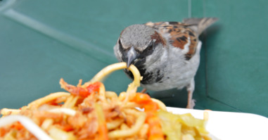 Male sparrow eating pasta on table