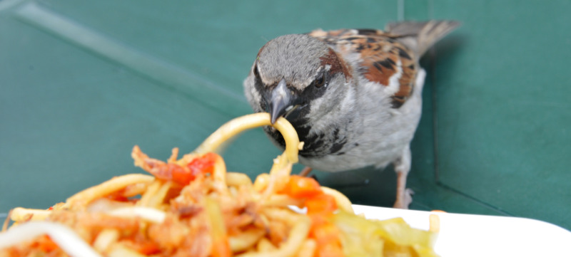 Male sparrow eating pasta on table