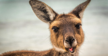 Wallaby at Lucky Wallaby