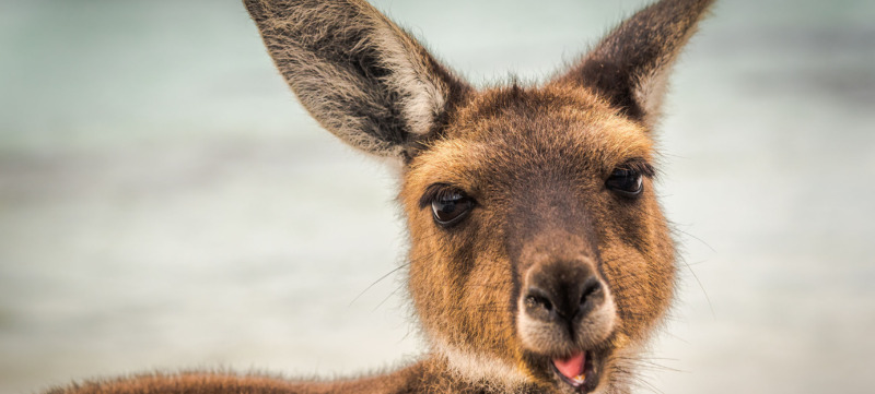 Wallaby at Lucky Wallaby