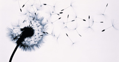 Dandelion (Taraxacum officinale) seed head blowing in wind (B&W)