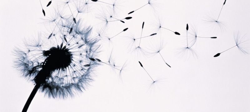 Dandelion (Taraxacum officinale) seed head blowing in wind (B&W)