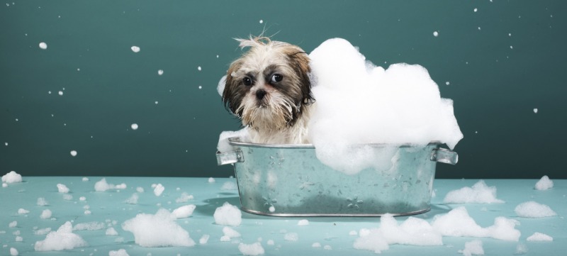 Puppy in foam bath