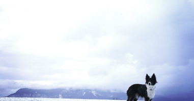 Dog On Snow Field Against Sky