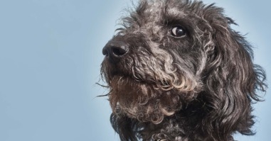 hz hond slimmer kat