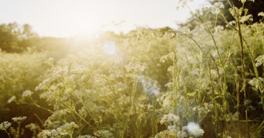 Sunset on wild flowers field