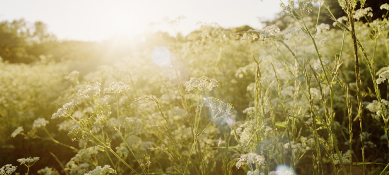 Sunset on wild flowers field