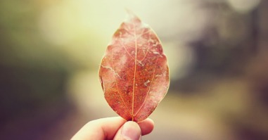 fam_blaadje_pan-xiaozhen-261728-unsplash