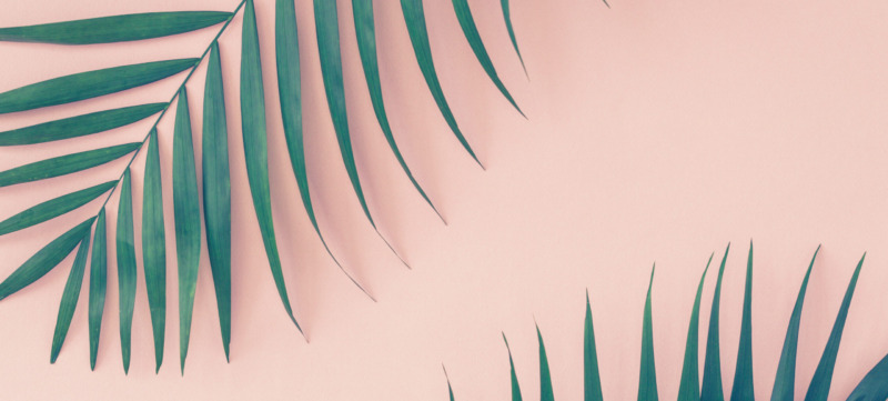 Low Angle View Of Palm Leaf Against Sky