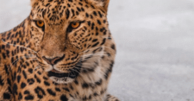 emoties van dieren