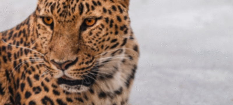 emoties van dieren