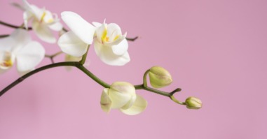 orchideekind