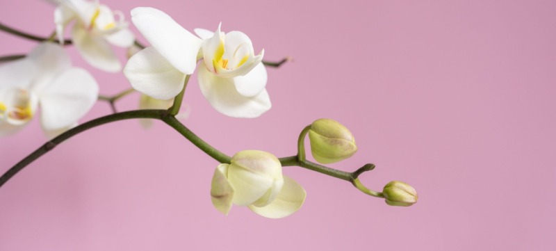 orchideekind