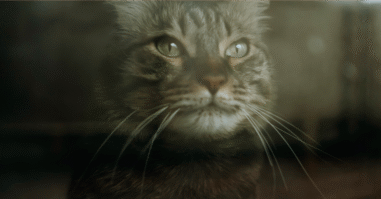 Kattenangst pilletje