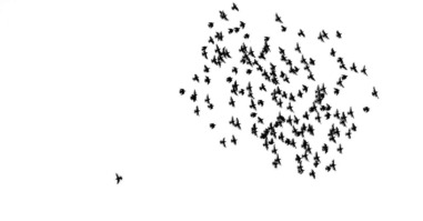 TEST-PM-Intuitie