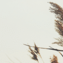 Afbeelding artikel hormoonschommelingen