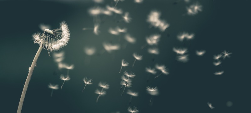 saad-chaudhry-YNM4KStg78I-unsplash