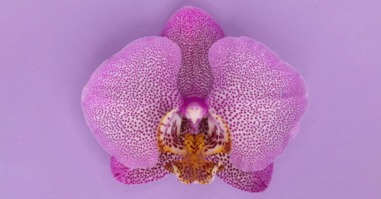 afbeelding van een bloem ter illustratie van een vulva